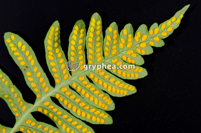 Fronde de Polypode face inférieure montrant les amas de sporanges - gryphea.com